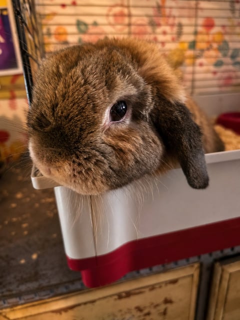 Fluffy brown and white rabbit with long ears looking upward inside a cage