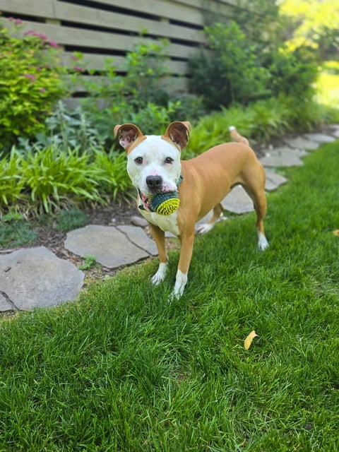 Brown and white dog standing on grass in a backyard garden, holding a yellow ball in its mouth