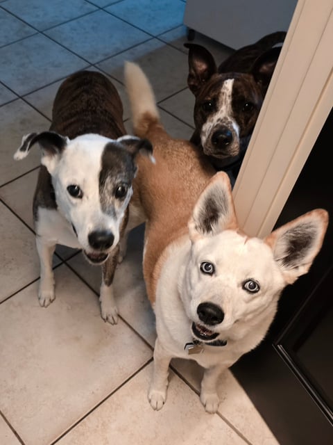Three dogs standing on tile floor looking up at camera, including white, brown and black and white colored dogs